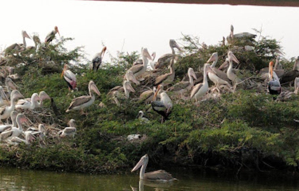 Kolleru Bird Sanctuary